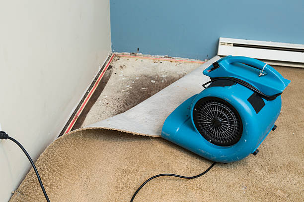 Best Flood damage cleanup  in Clayton, NM